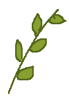 a lulav