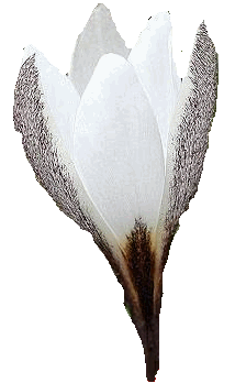 big white crocus