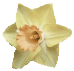 They call this
narcissus Billy Graham